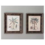 Pair of Printed Art of Botanical Palms in Matching Frames