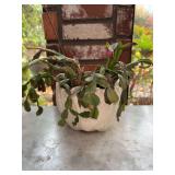 Live Christmas cactus in white shell design planter…..needs a good green thumb but was alive at time of listing
