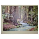 Millwood Pines 'Redwood Forest II' photographic print on wrapped canvas by Rita Crane. 36' x 24'. This is so cool.