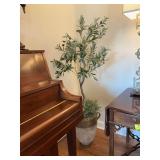 Nicely potted olive tree 16“ x 58“. The pot is 15” x 17”.