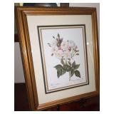 Beautifully framed botanical print titled 'Rosa Noisettiana' based on the work of famous illustrator Pierre-Joseph Redouté…..13-3/4 x 16-3/4