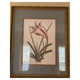 Cape Coast Lily portrait 17 1/2” x 21 1/2”