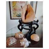 Grouping of decorative Shells with stand.