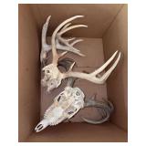 Box of antlers - 2 with skulls and 1 single