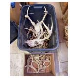 Grouping of antlers and skull & antlers