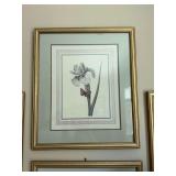 23" x 27” Gold framed print by Pierre Joseph Redoute’- Iris