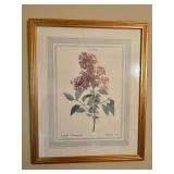 Framed Botanical Lilac Print 22x18”