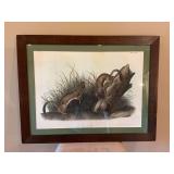 32“ x 25“ White Weasel Stoat no. 12 lithograph.
