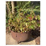 Cast iron cauldron with live florals - 20-1/2”D x 14” tall - will need wheelbarrow or additional help to load