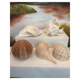 Assortment of shells…