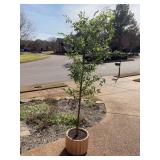 75x14” Faux Resin Potted Olive Tree