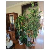 Faux Fig tree and corn plant. 72 and 65 in tall.