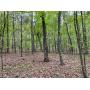 33 Wooded Acres -- Catoosa County, GA