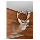 10pt Buck mount; as is