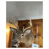 8 pt White tail mount