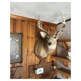 10pt White tail mount w/ hooves