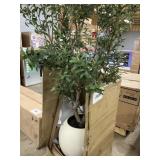 8ft Olive tree w/ pot