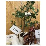 Hearth & Hand 28in mini black olive tree