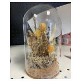 Small preserved  dome