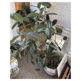 Large planter & planter