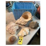Basket Of Sea Shells