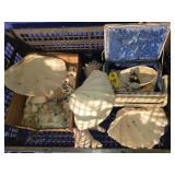Seashell Collection
