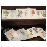 Vtg Botanical Art Prints
