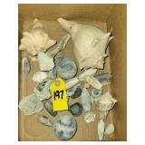 Sea Shells
