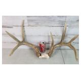 Deer Rack 7 Pointer