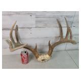 Deer Rack 10 Point
