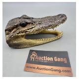 Alligator Head 6"
