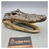 Alligator Head 8"