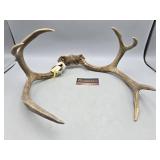 7-Point Antler Shed