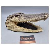 Alligator Head 11"
