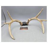 6+ Point Antler Shed
