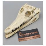 Alligator Skull 8.5" L