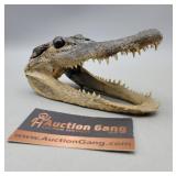 Alligator Head 6" L