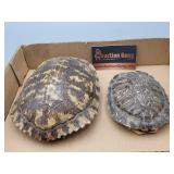 Turtle Shells