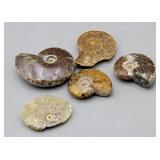 Ammonites