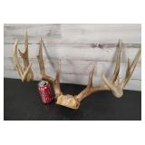 13 Point Deer Rack