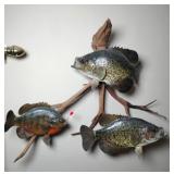 Crappie 15' Bluegill 10' Fish Mount