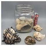 Monarch Foods Jar Full of Sea Shells