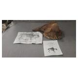 Bison Fragment Skull/Jaw Bone