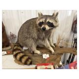 Raccoon Mount
