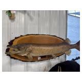 Tiger Muskellunge Mount