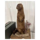 Mink Mount