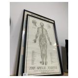 Anatomy/Medical Diagrams