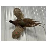 Taxidermy Pheasant