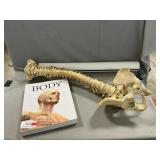Vertebrae Model & Poster, ï¿½The Human Body Book