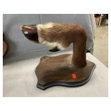 Large Deer Hoof, Antler Mounts,